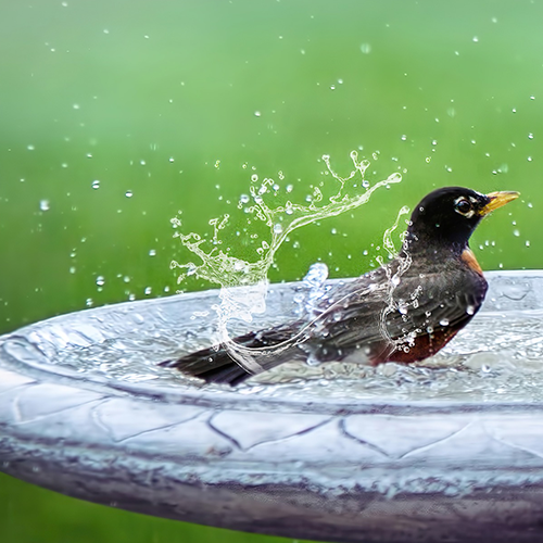 Bird Bath Exporter in India