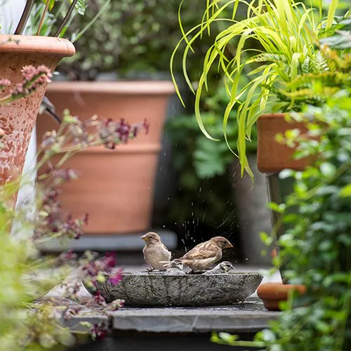 Bird Bath Wholesalers